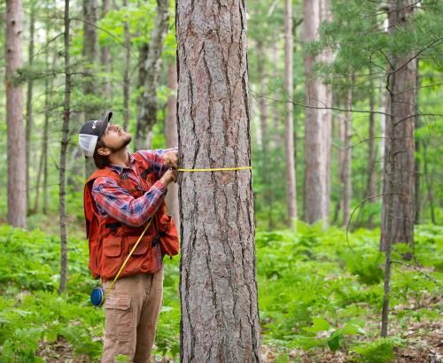 Green timber outdoor photography