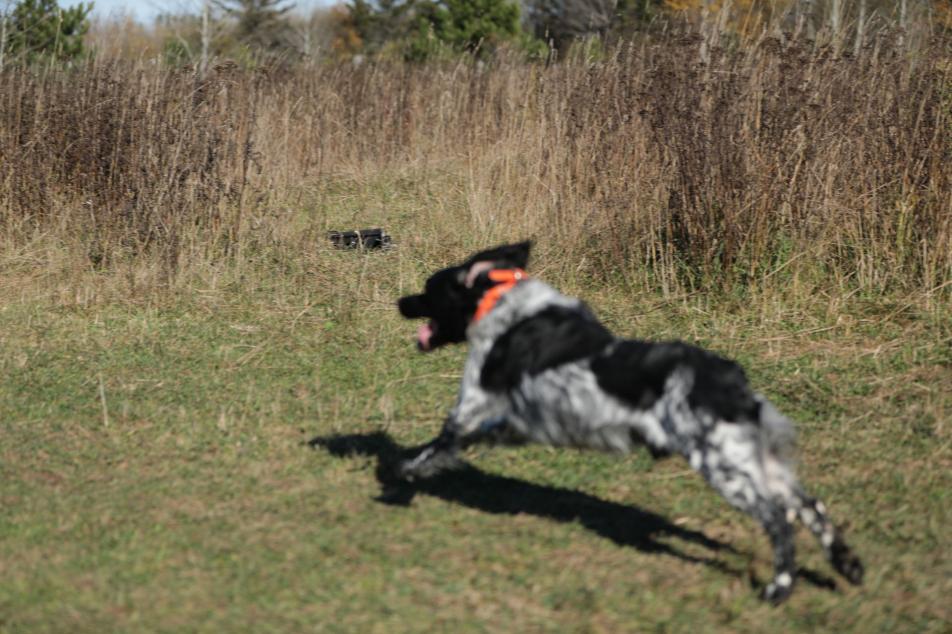 photo of dog in training