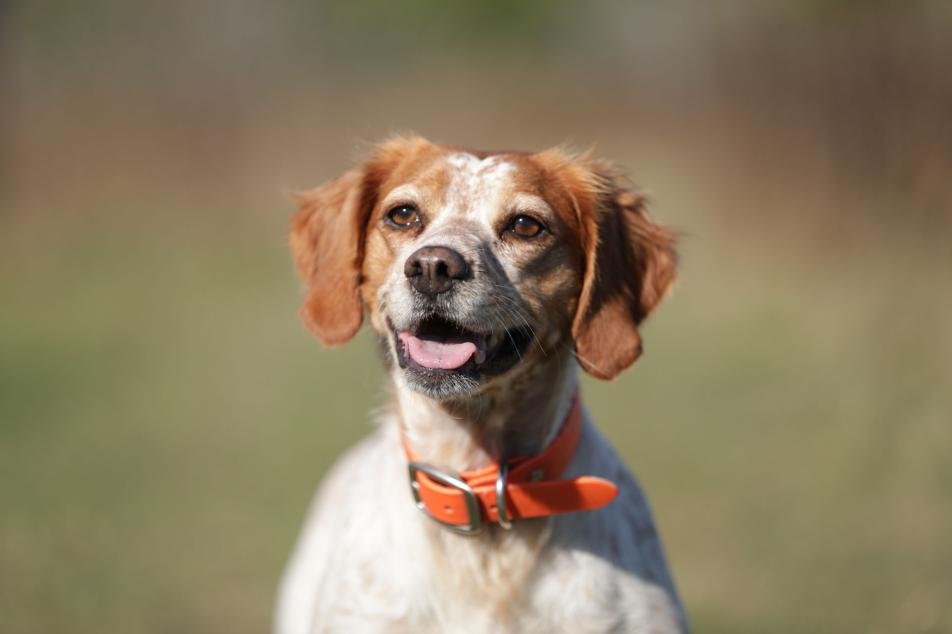 portrait of a dog in training