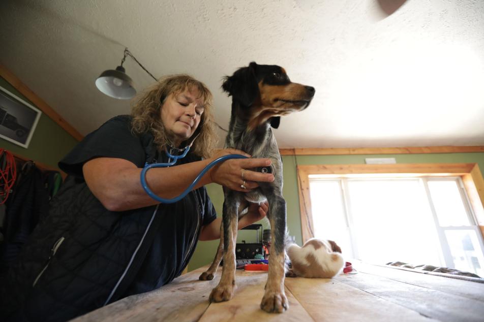kelly checking dog's health