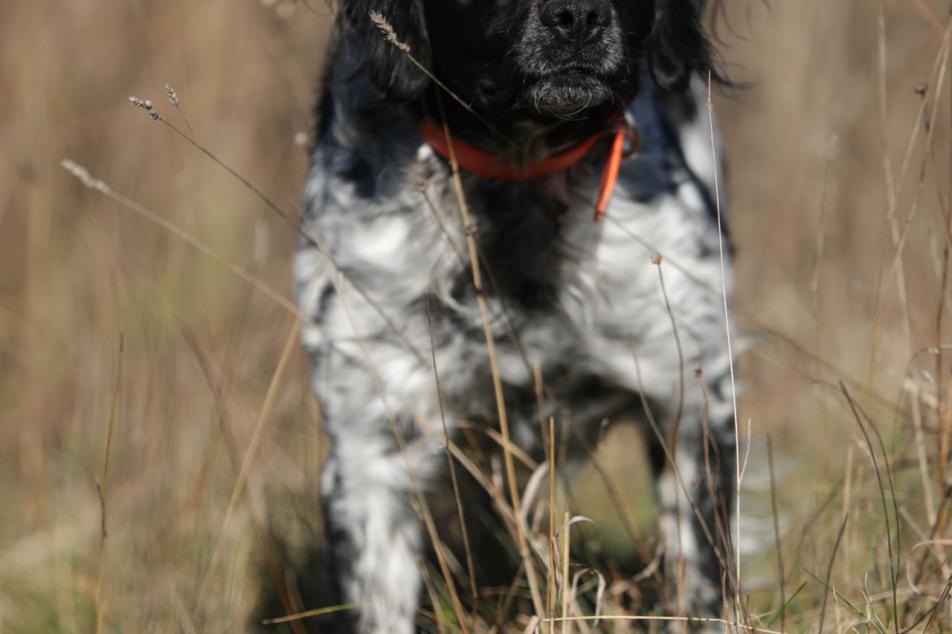 dog portrait
