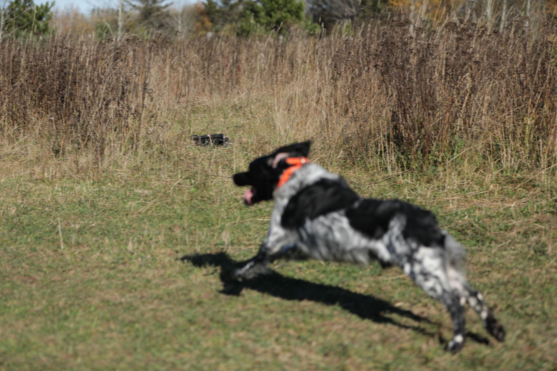 photo of dog in training