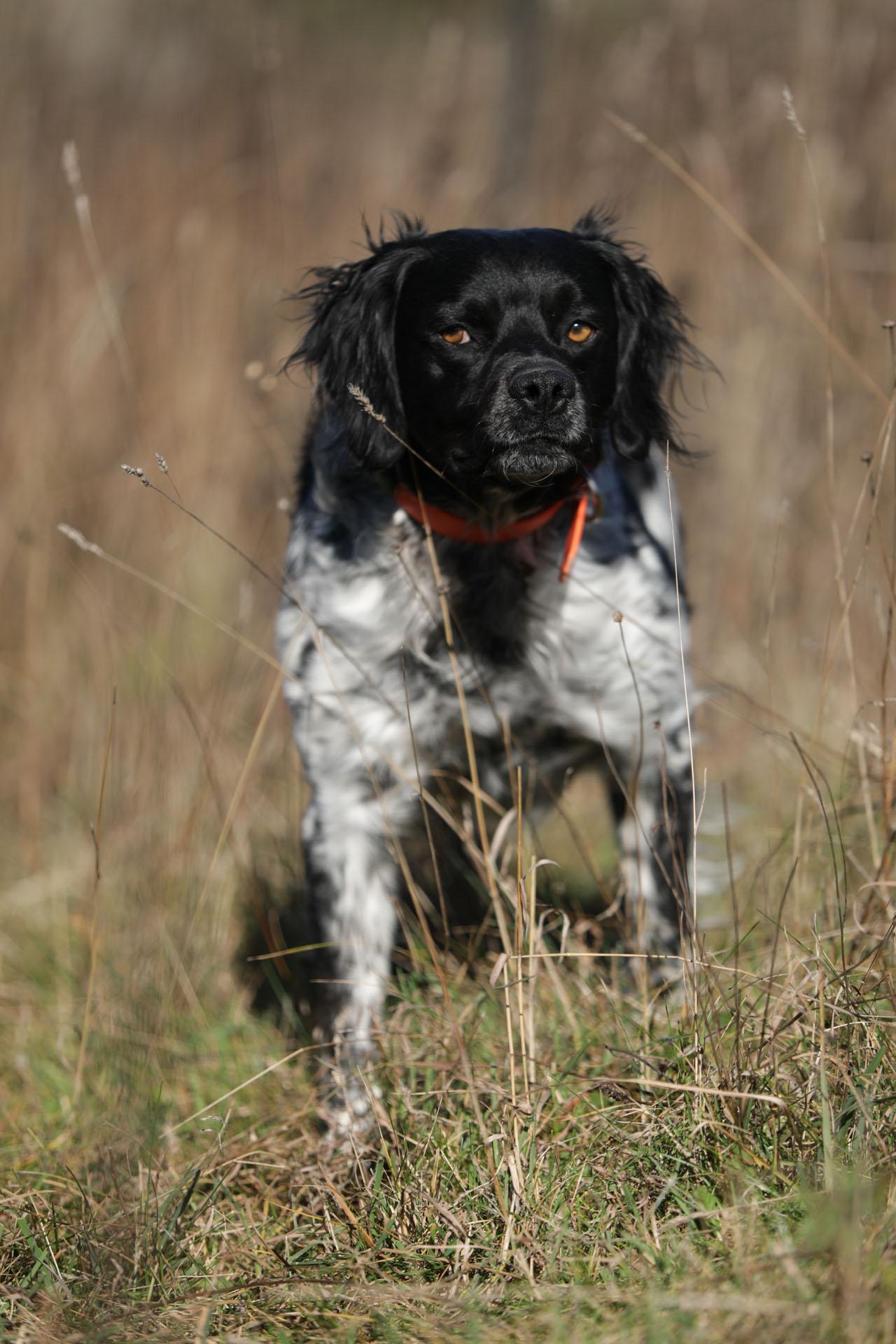 dog portrait